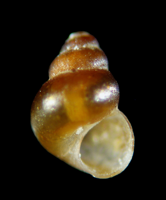 Il genere Setia e Crisilla nel Mediteraneo